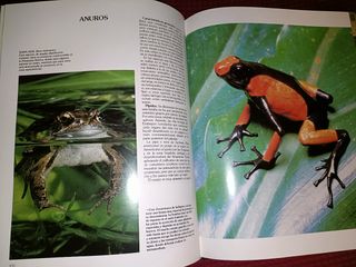 Historia Natural, Vertebrados