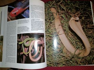 Historia Natural, Vertebrados