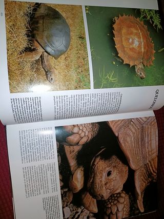 Historia Natural, Vertebrados