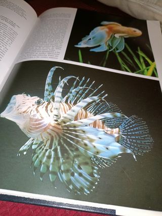 Historia Natural, Vertebrados