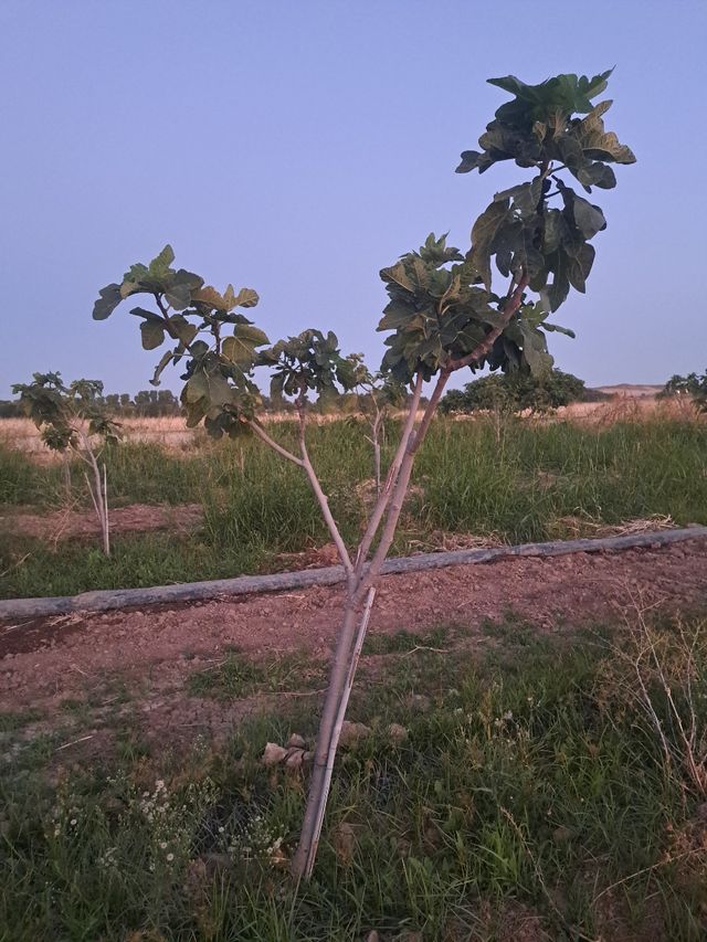 Higueras 2metros aprox