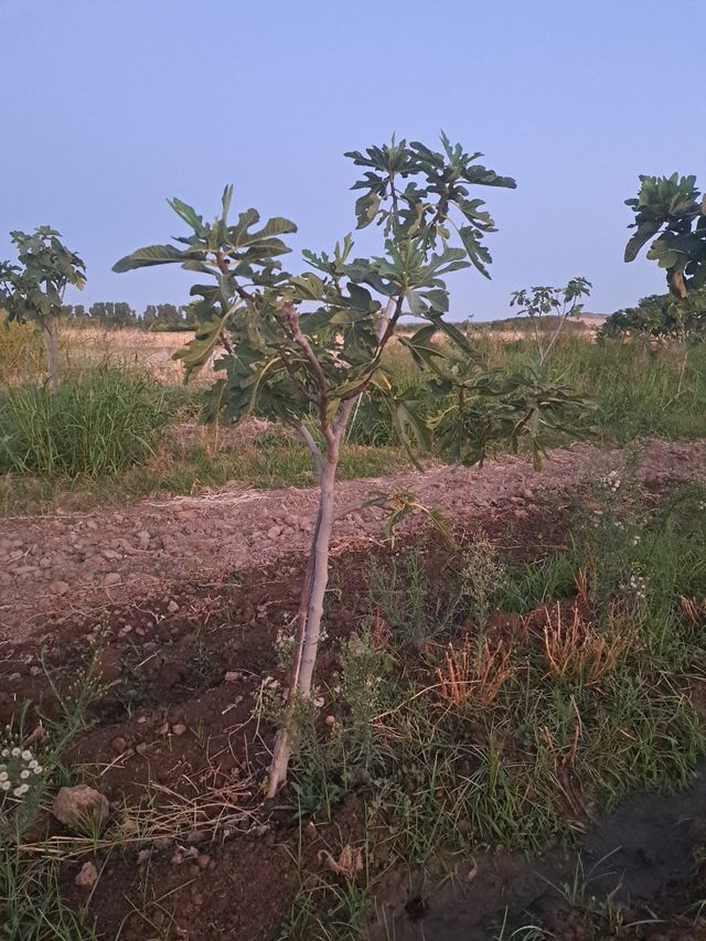 Higueras 2metros aprox