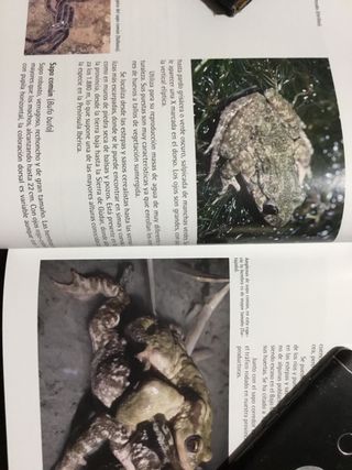 Anfibios Y Reptiles En La Provincia De Teruel