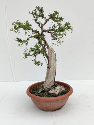 Bonsai Espino Albar "Crataegus monogyna"