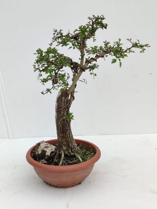 Bonsai Espino Albar "Crataegus monogyna"