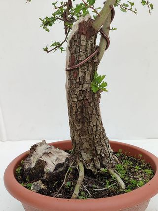 Bonsai Espino Albar "Crataegus monogyna"