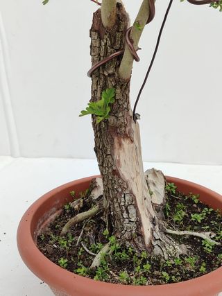 Bonsai Espino Albar "Crataegus monogyna"