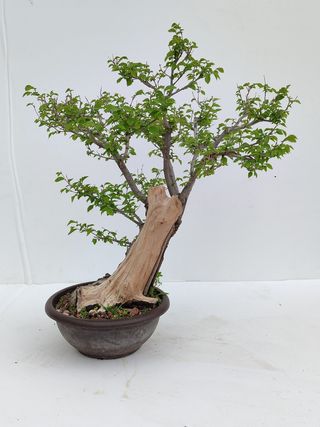 Bonsai Olmo
