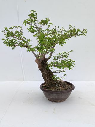 Bonsai Olmo