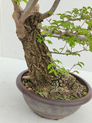 Bonsai Olmo