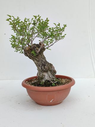 Bonsai Olmo