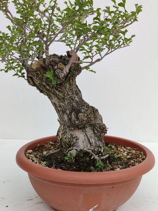 Bonsai Olmo