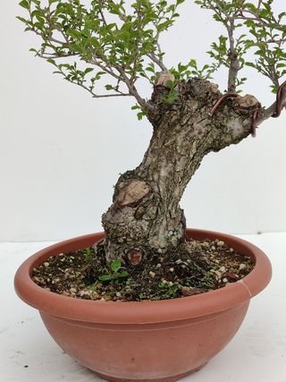 Bonsai Olmo