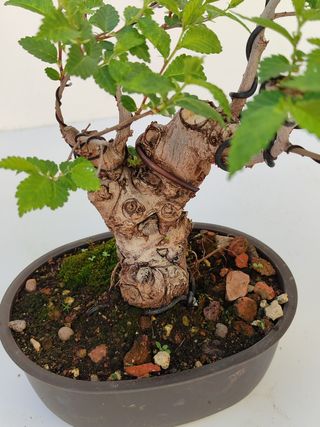 Bonsai Olmo