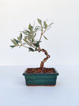 Bonsai Olivo