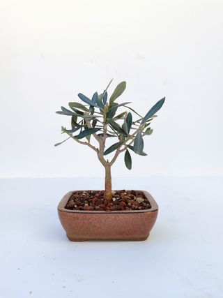 Bonsai Olivo