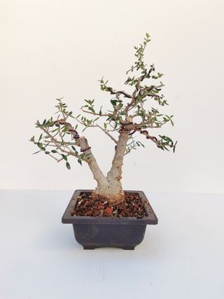 Bonsai Acebuche