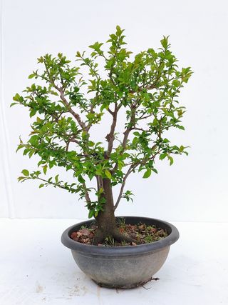 Bonsai Prunus Ciruelo