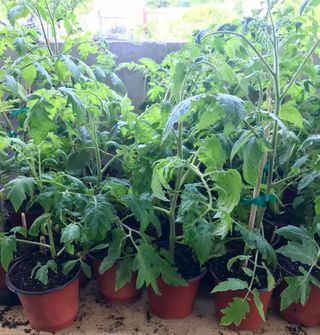 Plantas de Tomates KingKong