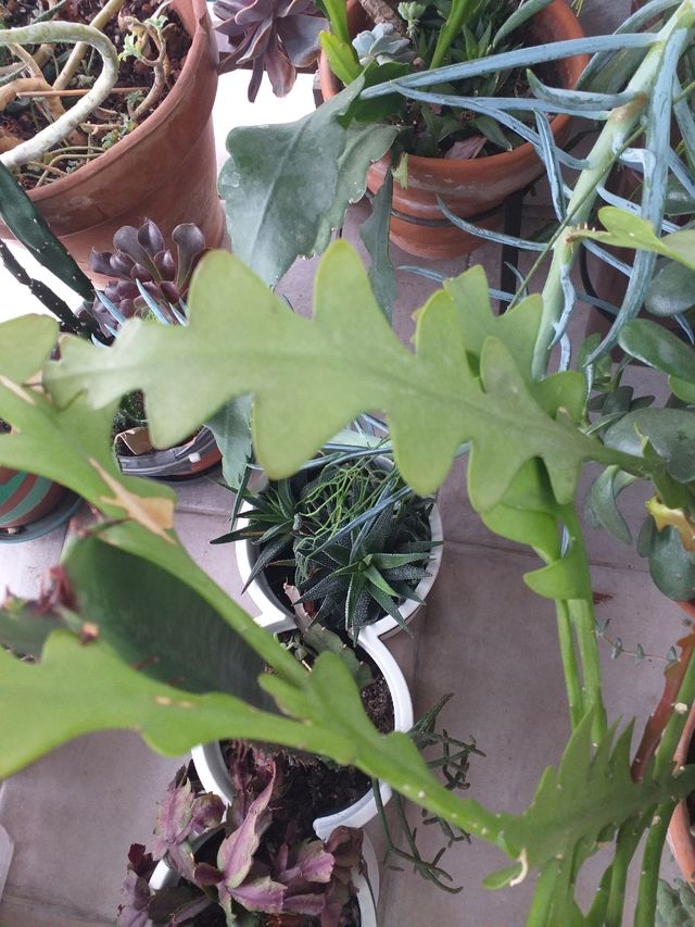 Esquejes  de zig zag o raspa de pescado