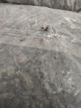 Piedras 2 sacos plantas jardin