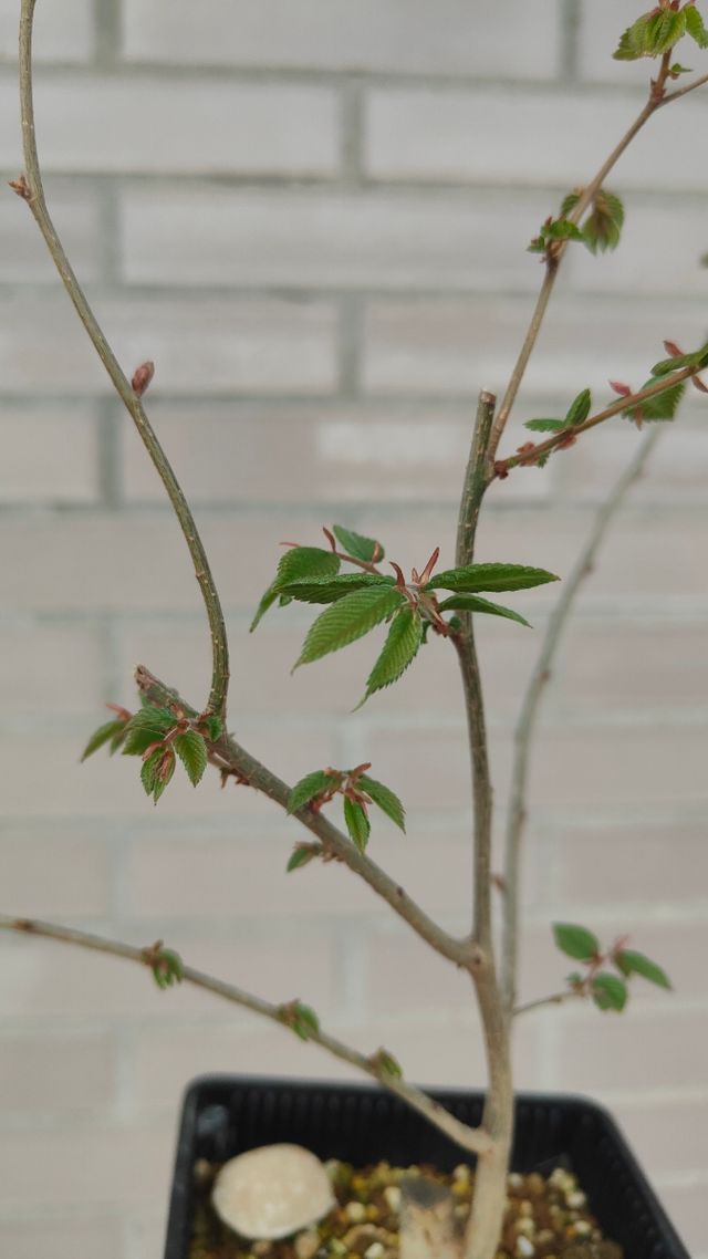 Zelkova Serrata Bonsai