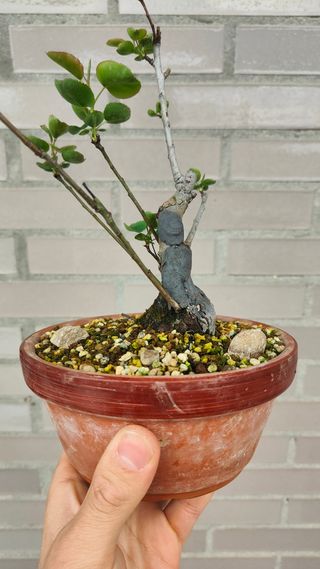Prunus Mahaleb Bonsai