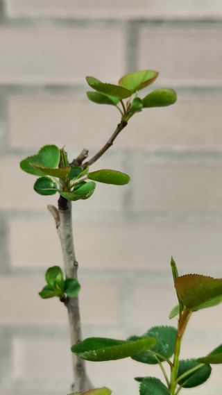 Prunus Mahaleb Bonsai
