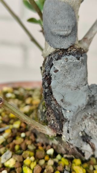 Prunus Mahaleb Bonsai