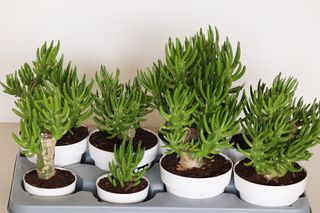 Plantas para el jardín o terraza yucas, cactus