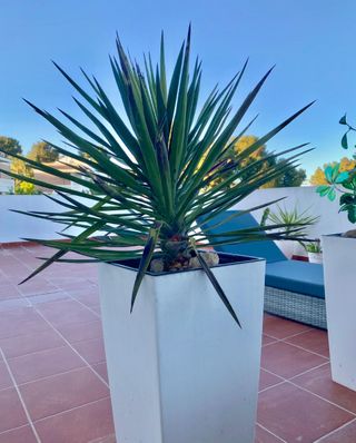 Plantas para el jardín o terraza yucas, cactus