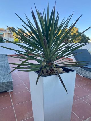 Plantas para el jardín o terraza yucas, cactus
