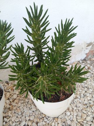 Plantas para el jardín o terraza yucas, cactus
