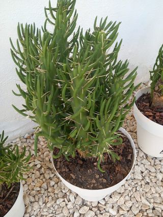 Plantas para el jardín o terraza yucas, cactus