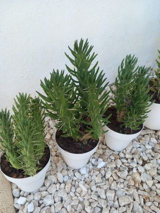 Plantas para el jardín o terraza yucas, cactus
