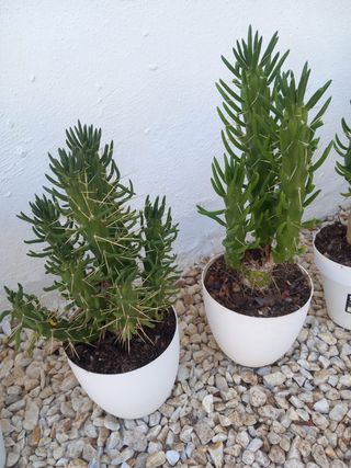 Plantas para el jardín o terraza yucas, cactus