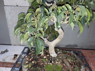 Bonsai ficus