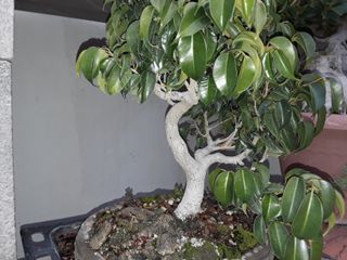 Bonsai ficus