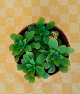 Maceta con Sedum Palmeri.