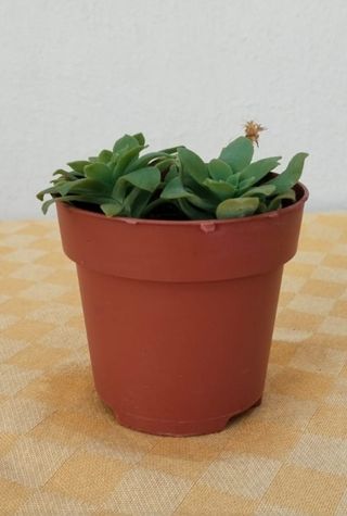 Maceta con Sedum Palmeri.