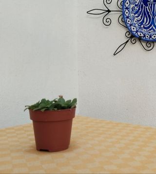 Maceta con Sedum Palmeri.