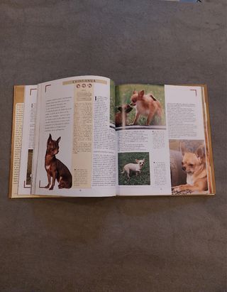 Il cane da compagnia (Italian Edition)