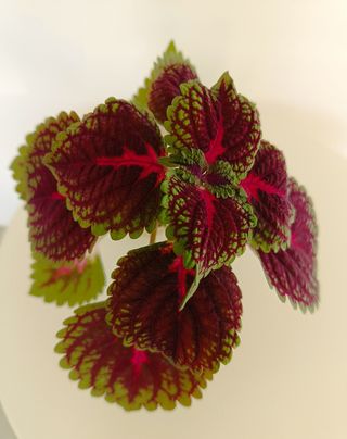 Espectacular Coleus:planta verde con color rosa
