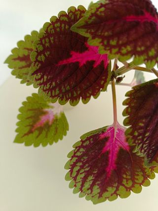 Espectacular Coleus:planta verde con color rosa