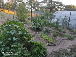 Ô Retrato huerto urbano.