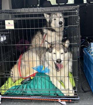 Jaula plegable muy grande