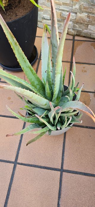 Planta de áloe vera 