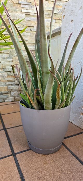 Planta de áloe vera 