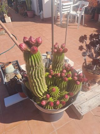 Cactus grande