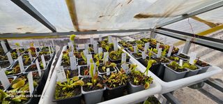 PLANTAS  CARNÍVORAS DIONAEAS